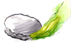 abalone/kelp