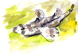 hornshark